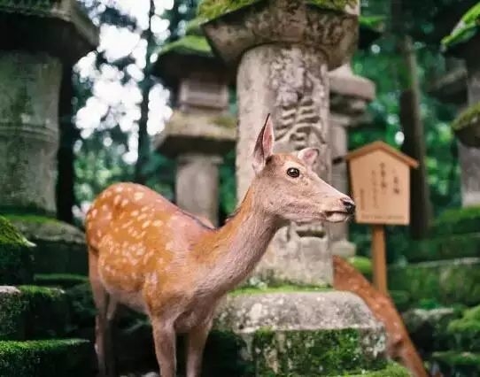 上海飞大阪最便宜的机票多少钱,2022年12月份往返日本机票价格