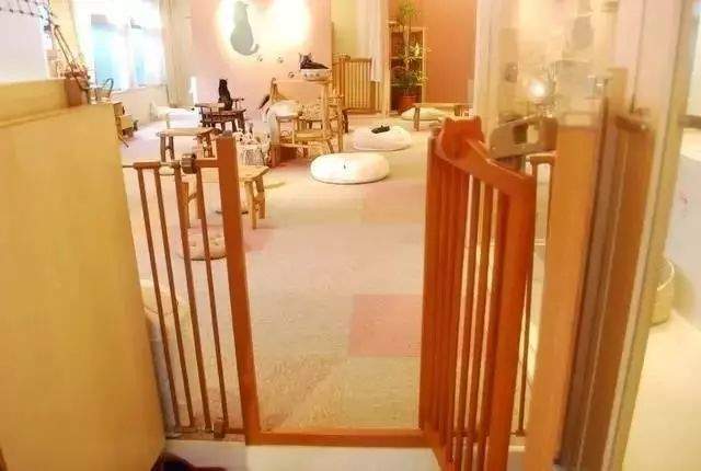 日本猫岛撸猫必备短片,日本东京免费撸猫的地方