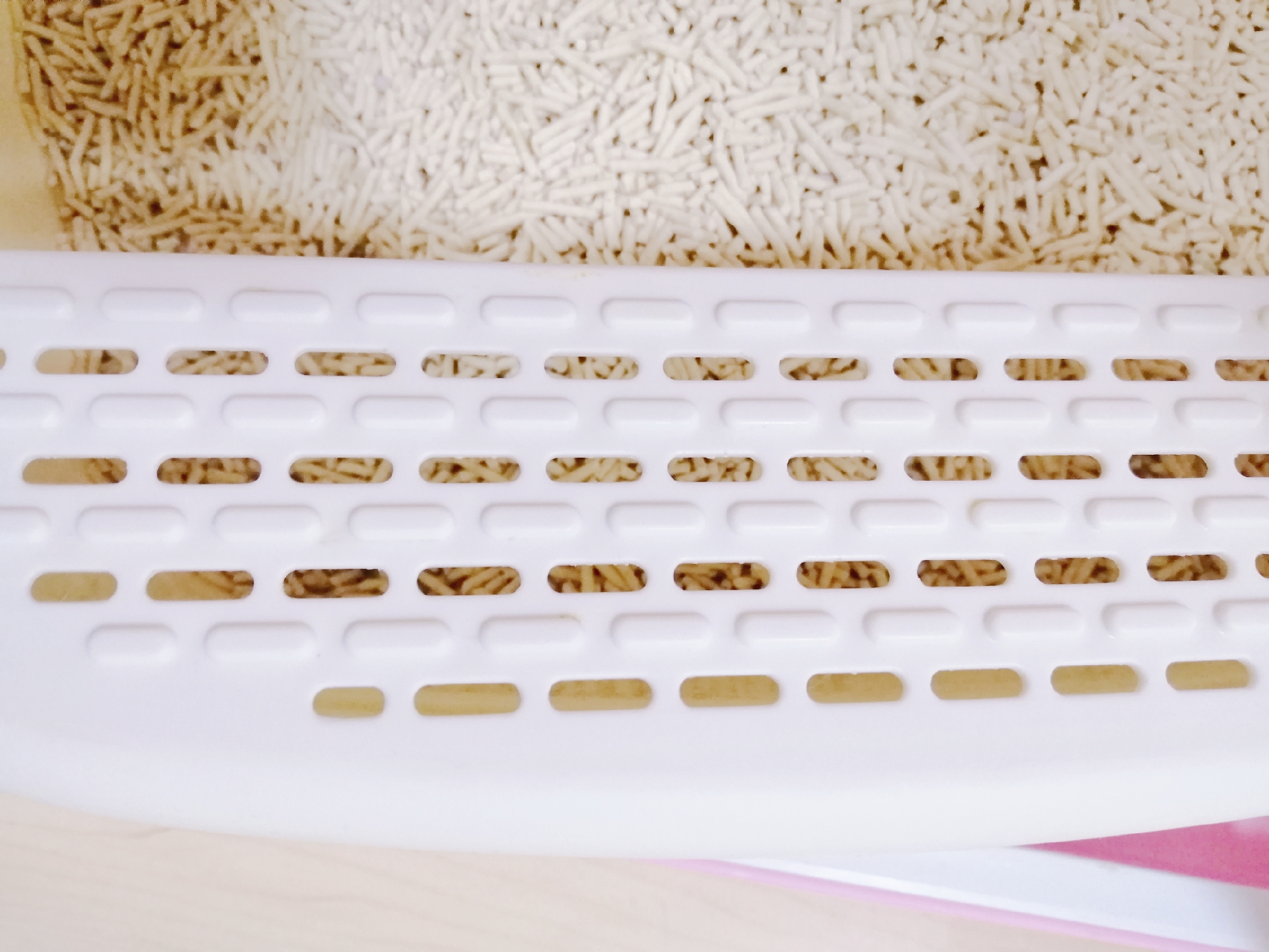 黑色猫配什么样的猫好看,猫选什么样的厕所