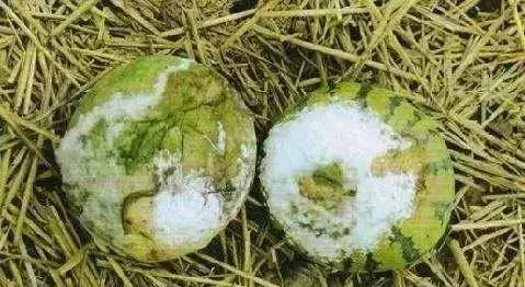 青霉灰霉杀菌剂,青霉绿霉跟灰霉有什么区别