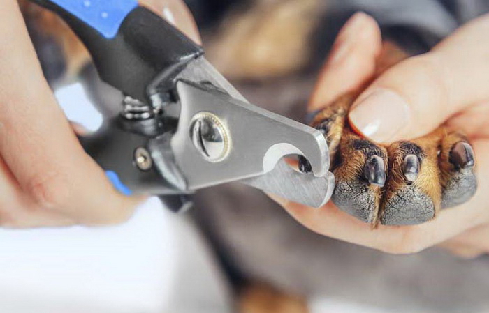 狗狗的指甲怎么剪视频,如何用狗狗的指甲刀给狗狗剪指甲