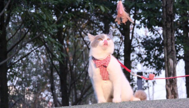 英短蓝猫最近发现毛的颜色发黄,蓝猫和什么颜色英短配出来三花