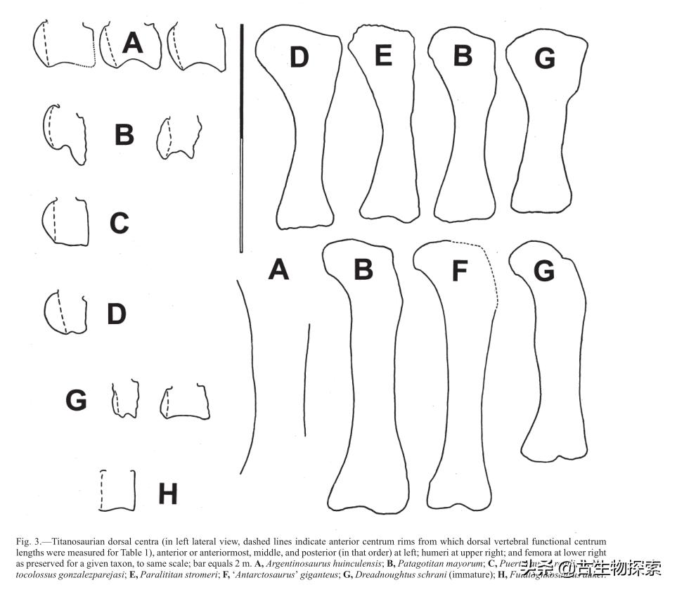泰坦龙是最大的恐龙吗,世界上最高的恐龙是泰坦巨龙吗