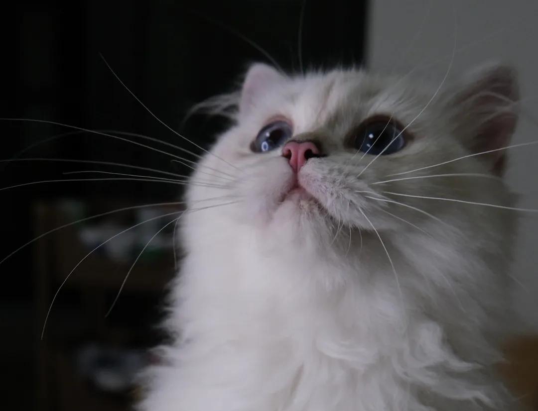 定期帮猫咪去浮毛很重要,定期给猫驱虫还会有跳蚤吗