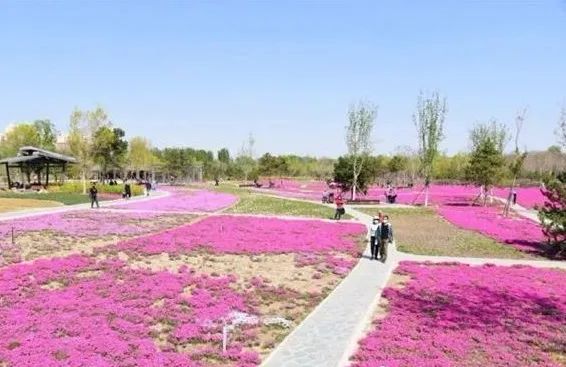 附近免费景点踏青网红打卡地,北京周边的四季花海