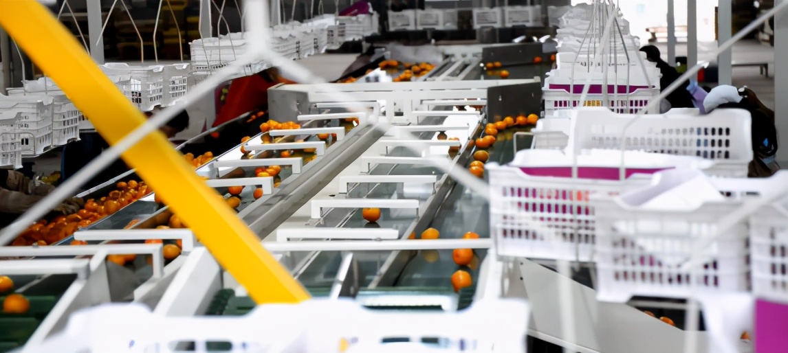 四会哪里有沙糖桔种植基地,四会桔子小镇沙糖桔