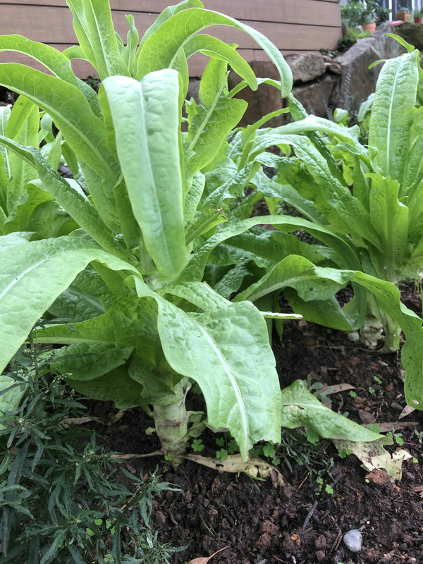 鎮夊凹鐤儏鎶ラ亾,鎮夊凹鑿滃湴闄よ櫕瑙嗛