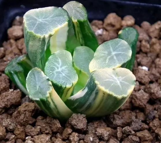 水晶的多肉植物有哪些品种,像水晶的多肉植物图片