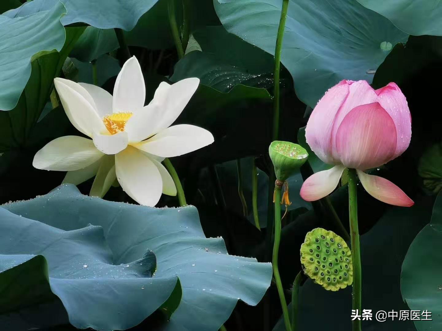 肝硬化没有症状也诊断肝癌,丙肝肝硬化早期能活二十年吗