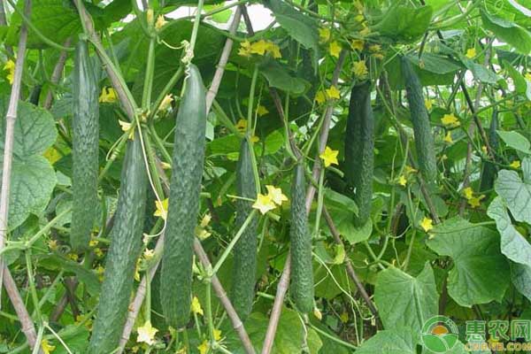 现在种植黄瓜什么品种好,今年黄瓜种植行情分析