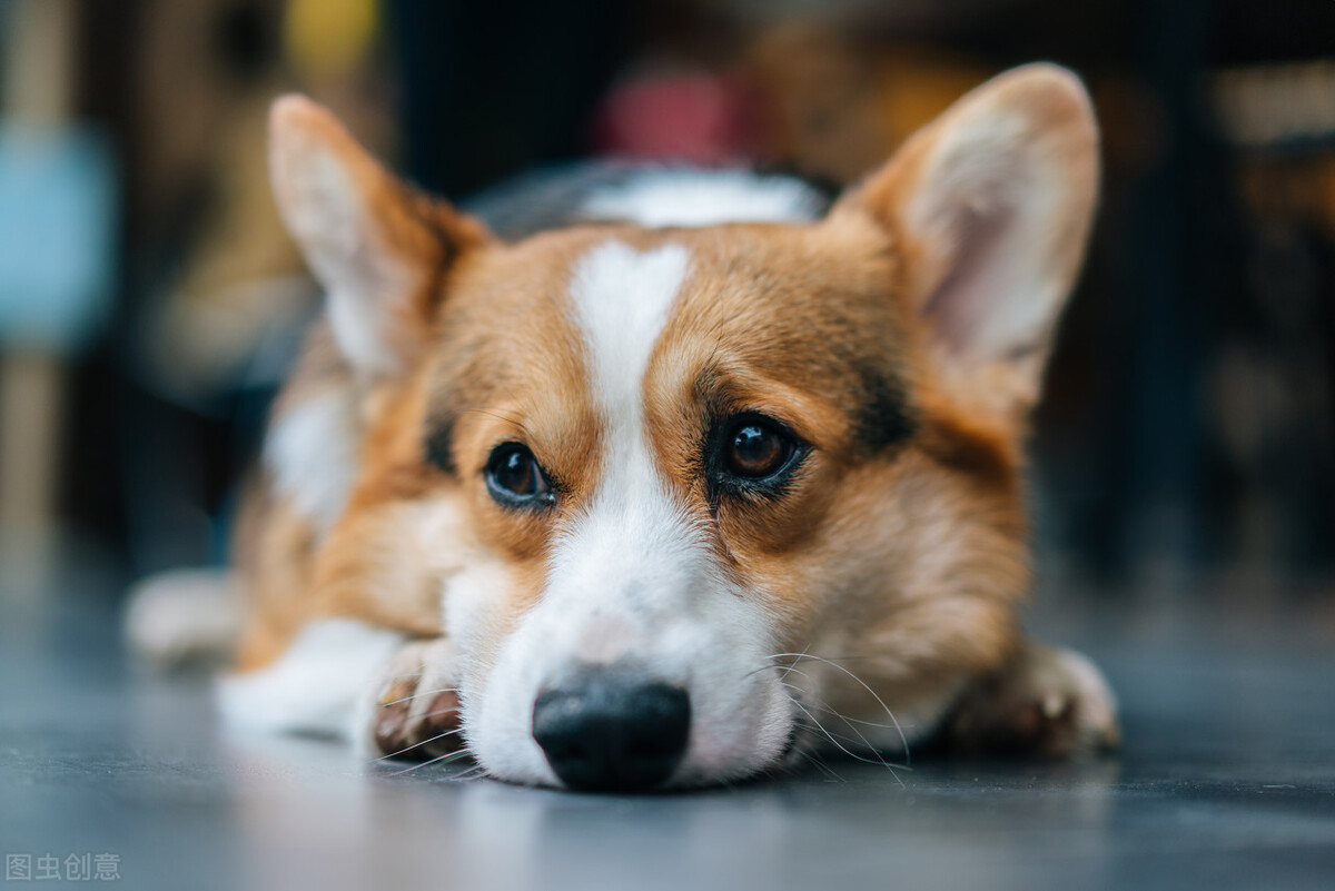 刚带回家的狗狗一直叫不停,刚买回来的狗狗老是哼哼唧唧的