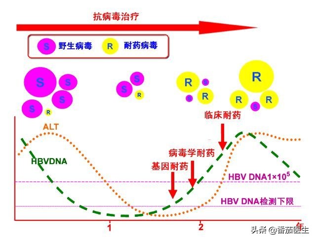 乙肝新药三期2021,乙肝新药进入三期的有哪些