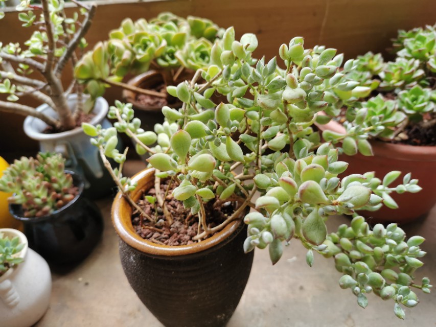 又美又好养还爱爆盆的多肉品种,什么品种的多肉好看又好养