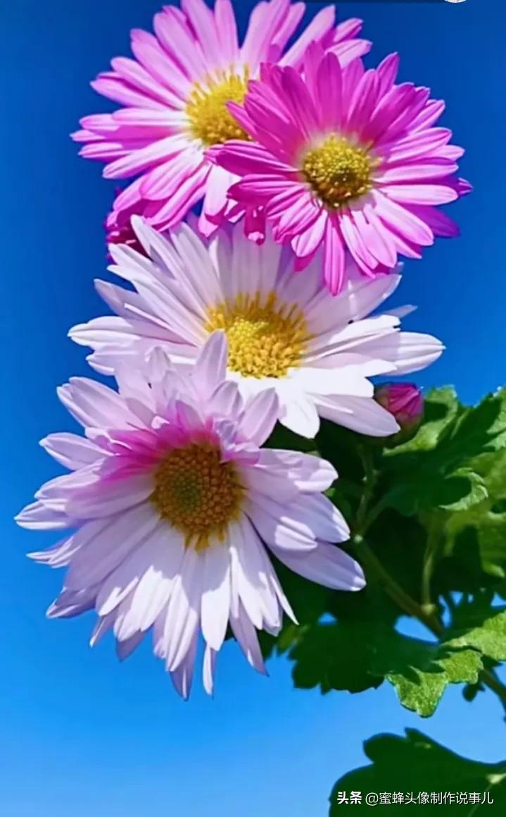 一花一世界唯美壁纸,独一无二的好看壁纸