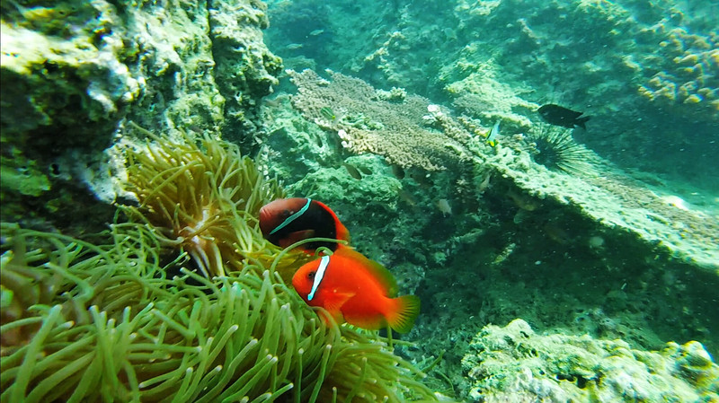 三亚一日游必买的婚纱 (三亚婚纱旅拍攻略)