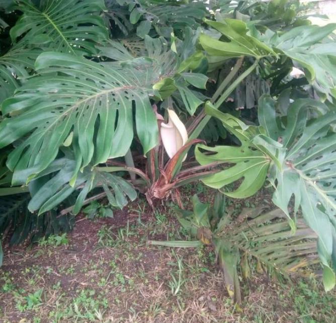 什么盆栽又好看又能净化空气,十大适合室内空气净化盆栽