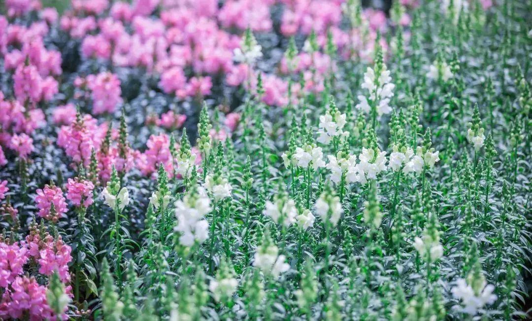 槽糕,是心动的感觉!这个神秘花谷正在悄然绽放!走,去拍照~