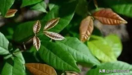 吃完的水果种子不要丢,吃完水果果核别扔