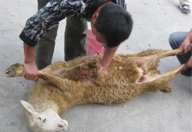 普通玉石烧热放入活狗嘴中，十年后价超百万，血玉为何如此值钱？