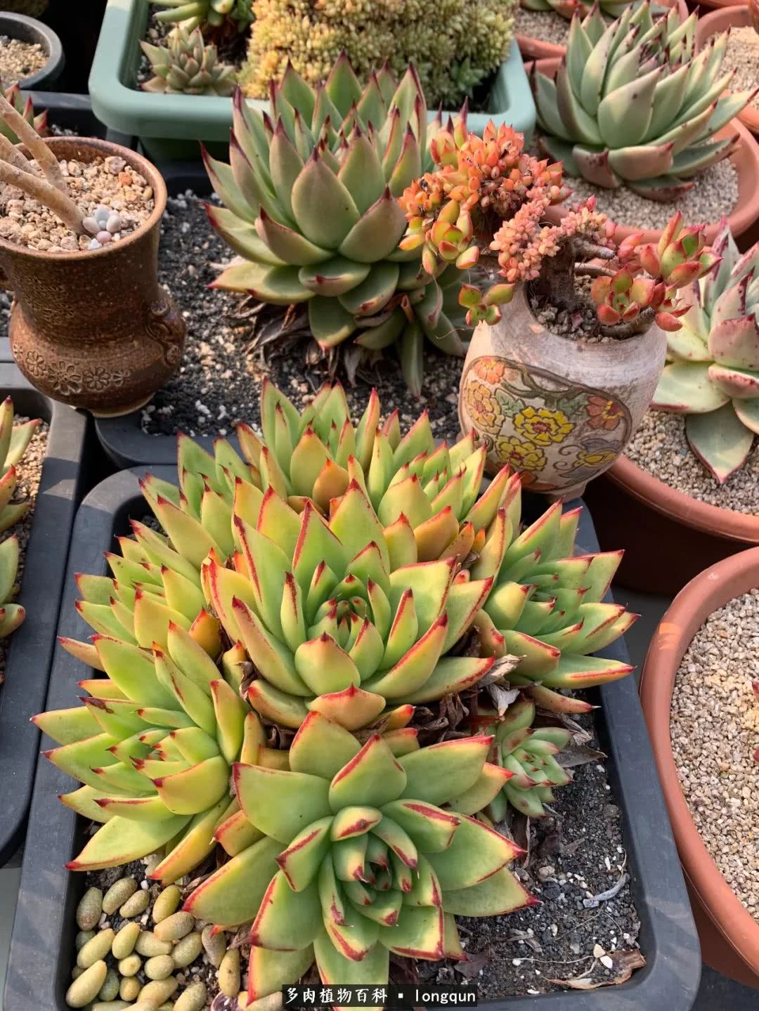 探访韩国肉锥大棚,记一次走访纪录片