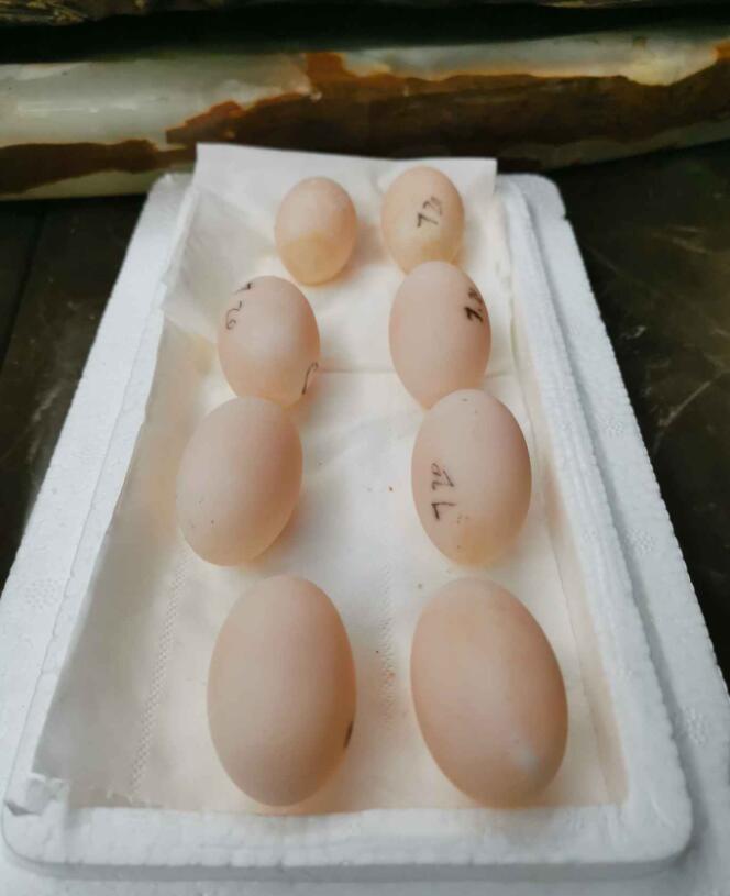 龟蛋轻度发霉,龟蛋发霉了还能要吗