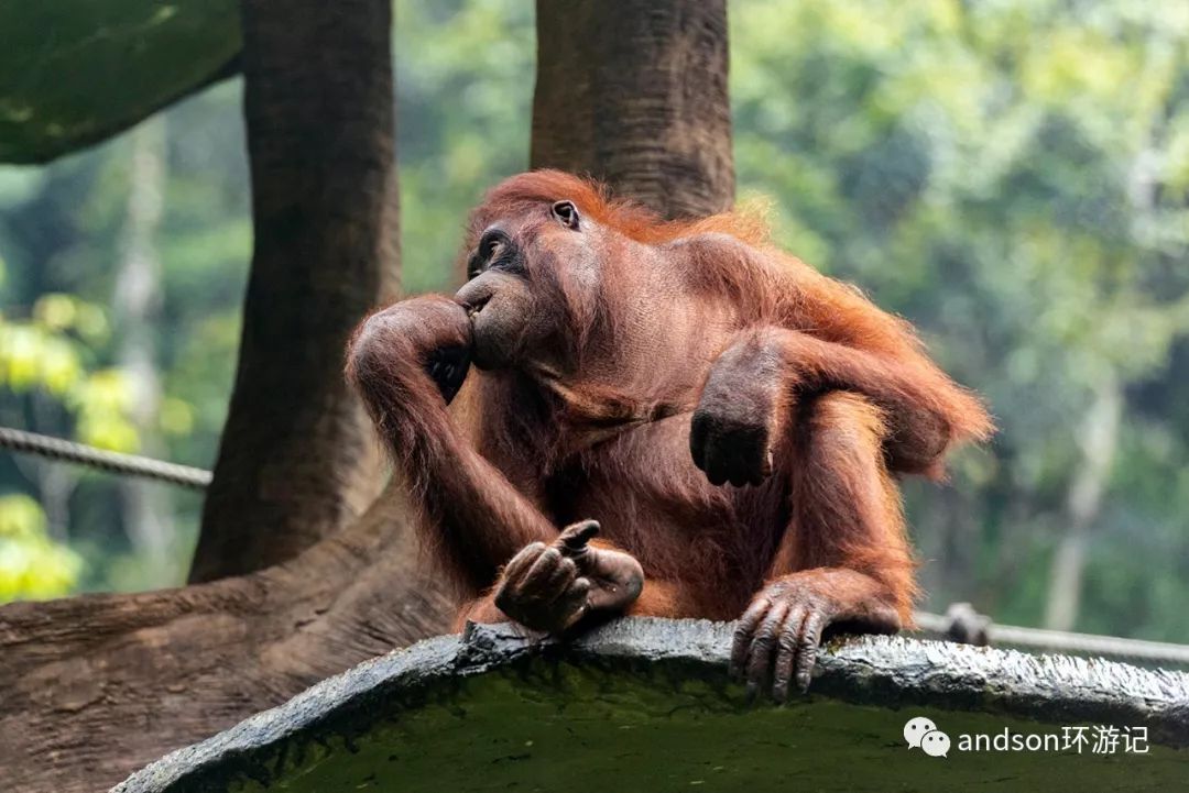 印尼你好怎么发音,印尼歌曲你好傻