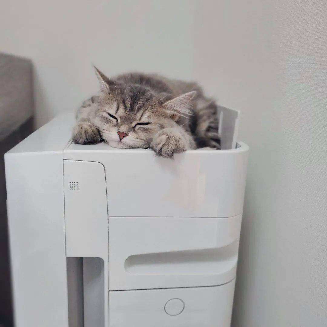 猫咪的屁屁臭怎么办,猫咪回南方拉屎特别臭