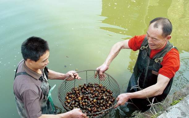 致富一亩地能赚3万多元,致富改变人生