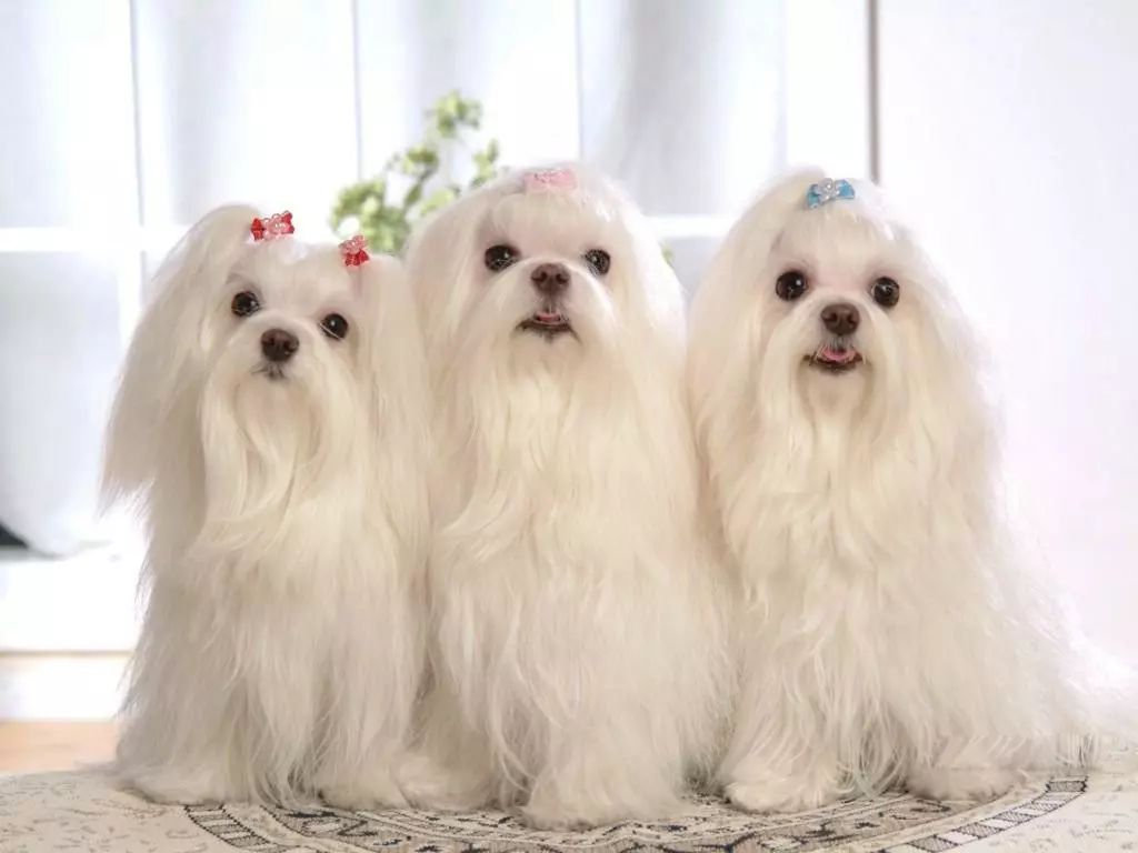 犬类图解,犬类大全100个视频