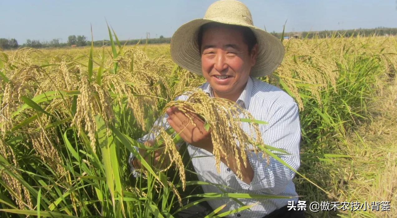 水稻巧施微量元素增产,水稻硅肥一亩用几斤