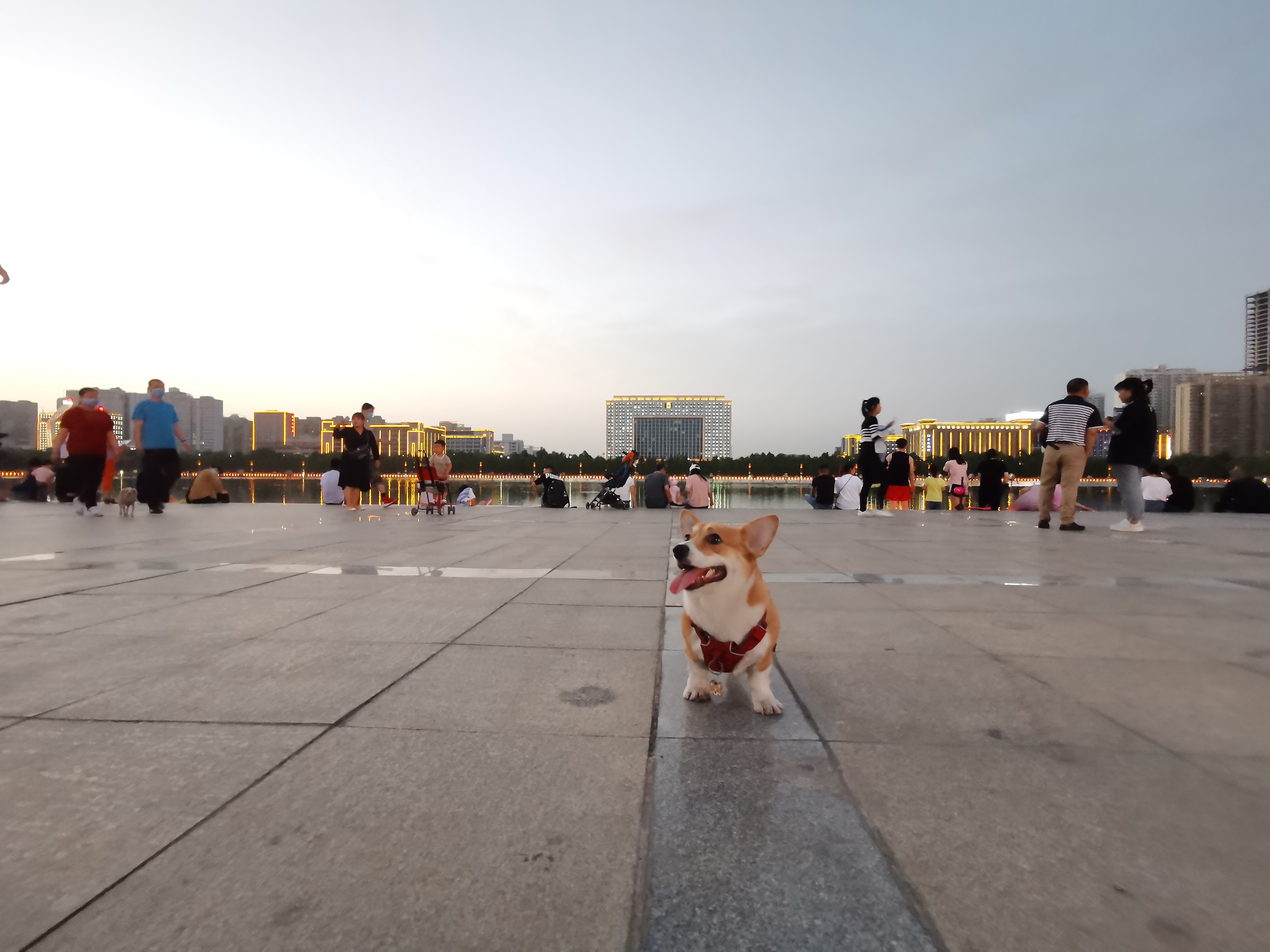 宠物家庭小药箱2.0ps：觉得有用记得点个关注收藏