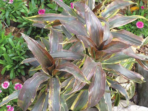 花卉受了冻害怎么挽救,庭院花卉病虫害如何防治