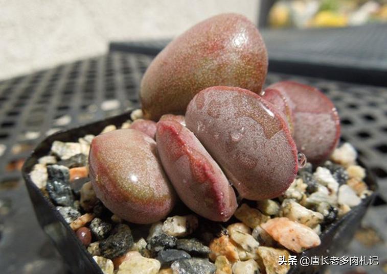 圆润可爱的多肉植物,圆嘟嘟的桃蛋多肉