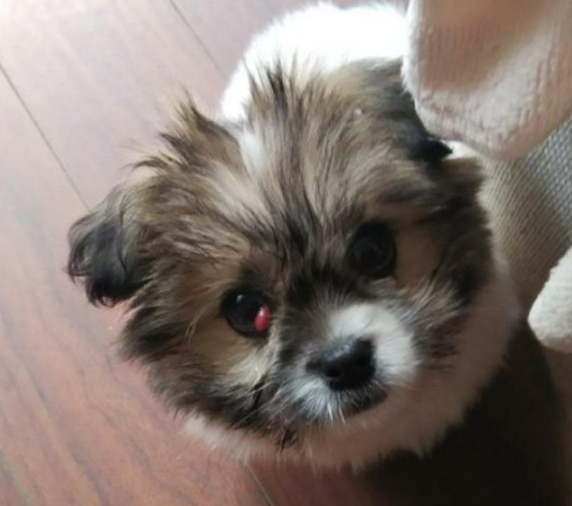 给狗狗做息肉手术,给狗做切除手术