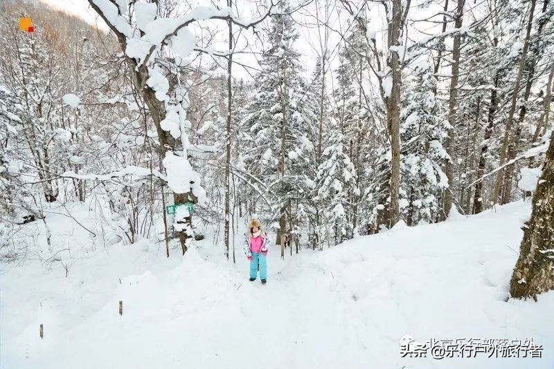 冬天漠河白桦林童话世界完整视频,冰雪大世界长白山雪乡六天五晚