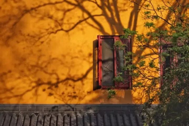 山花野鸟|园林花语