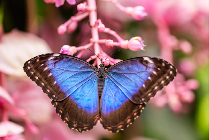 十种最美蝴蝶,自然界蝴蝶大全