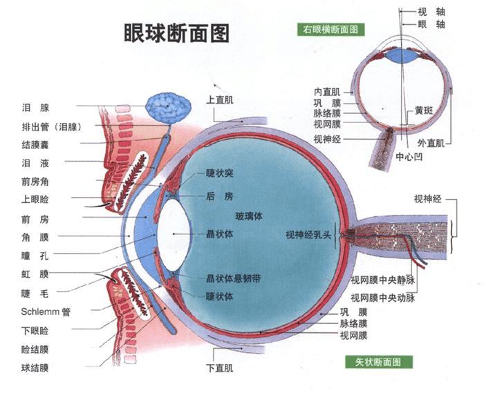 复杂的眼睛是反对进化论的证据？其实它恰好反映了进化的粗糙