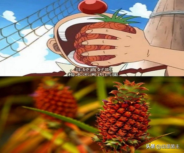 恶魔果实的秘密,神秘恶魔果实到底是哪颗