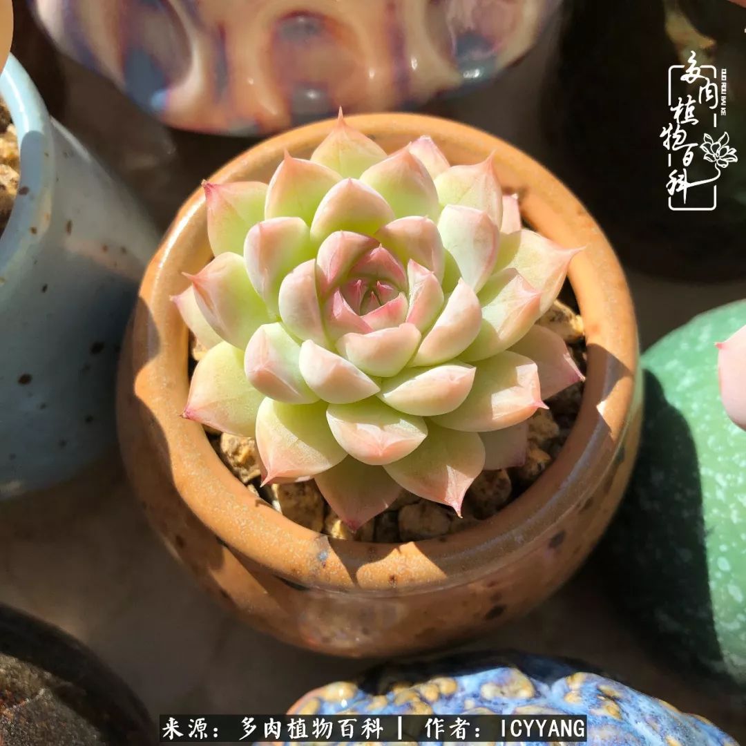 多肉隔着玻璃晒太阳效果好吗,隔着玻璃养的多肉照样长得好