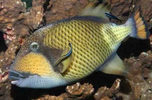 鲨鱼真的是那么恐怖吗,鲨鱼真的有那么凶残吗