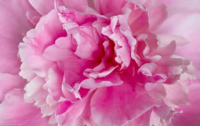 “自古风流芍药花”的风情月意