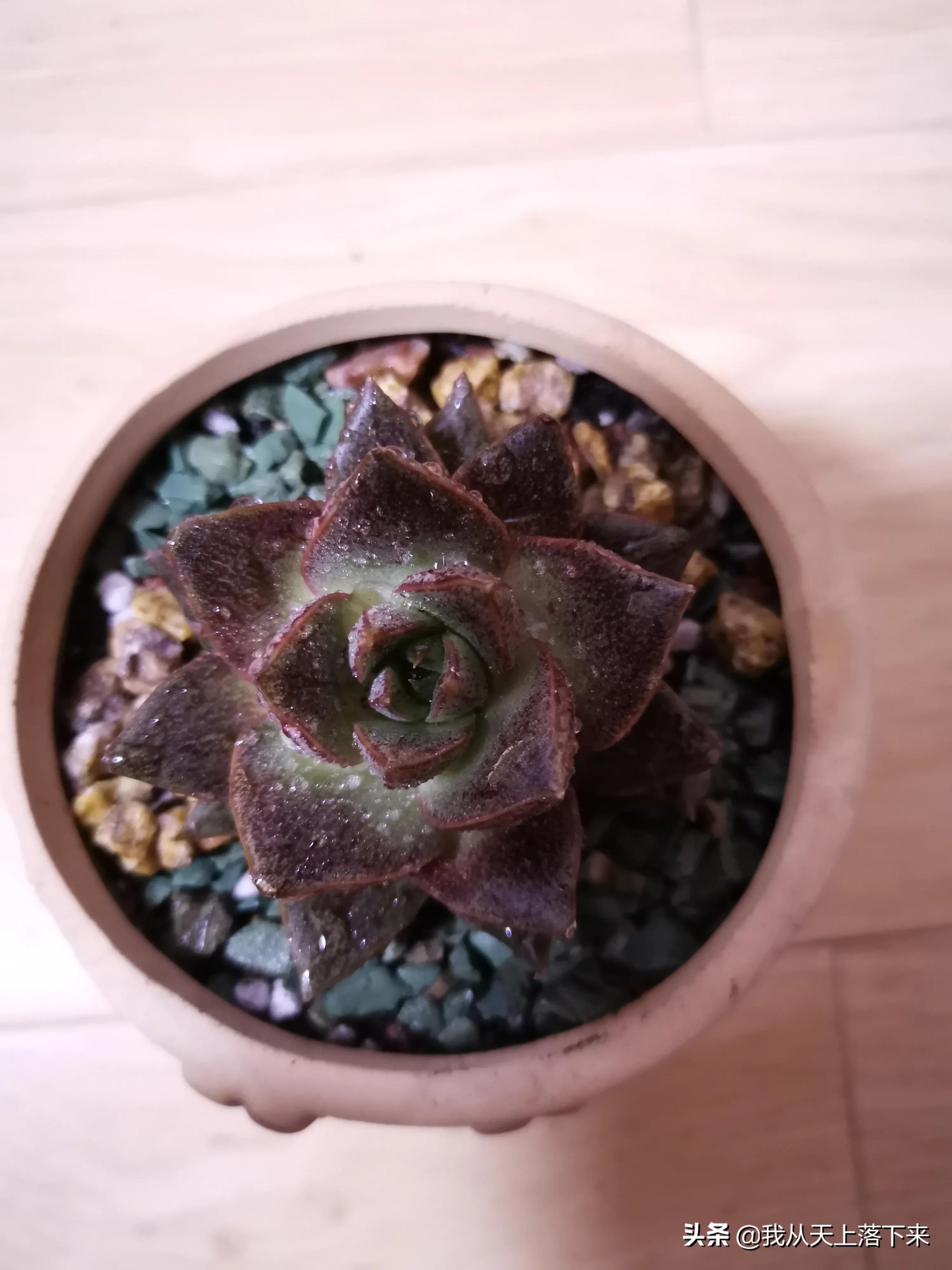 89种常见多肉植物品种图，实物拍摄，还不认识的小伙伴赶紧收藏好