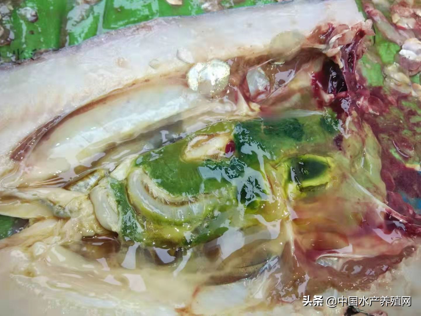 养殖户治不好鱼病的五大误区,水产常见鱼病