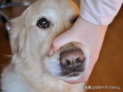 狗狗不吃药有什么妙招,狗狗不吃饭该吃什么药