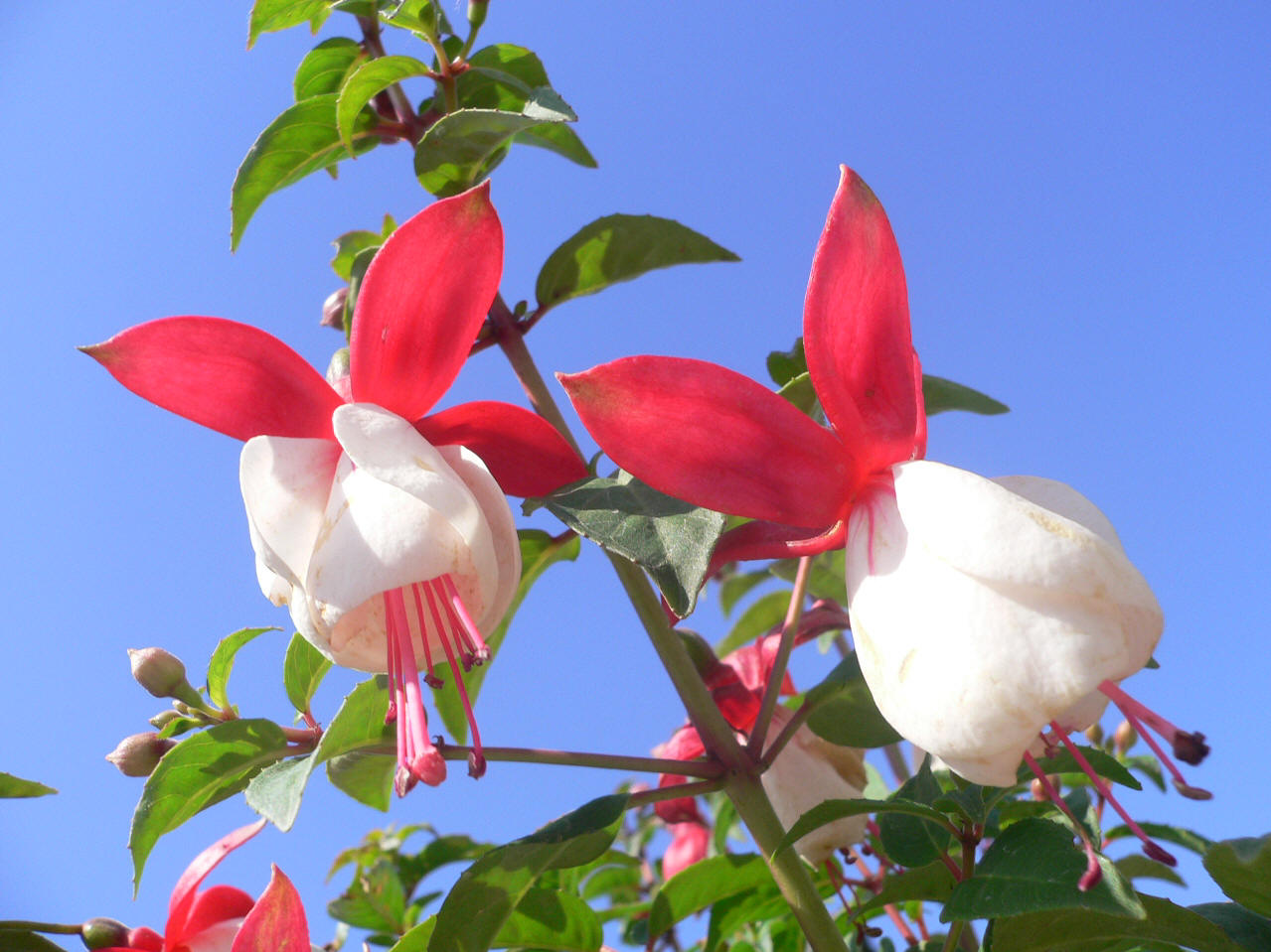 倒挂金钩灯笼花怎么养,倒挂金珠怎么养