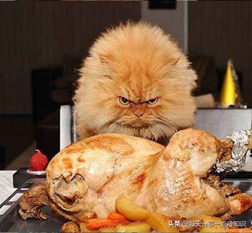 世界上最有名的12只猫咪,世界上十大最可爱的猫咪排名