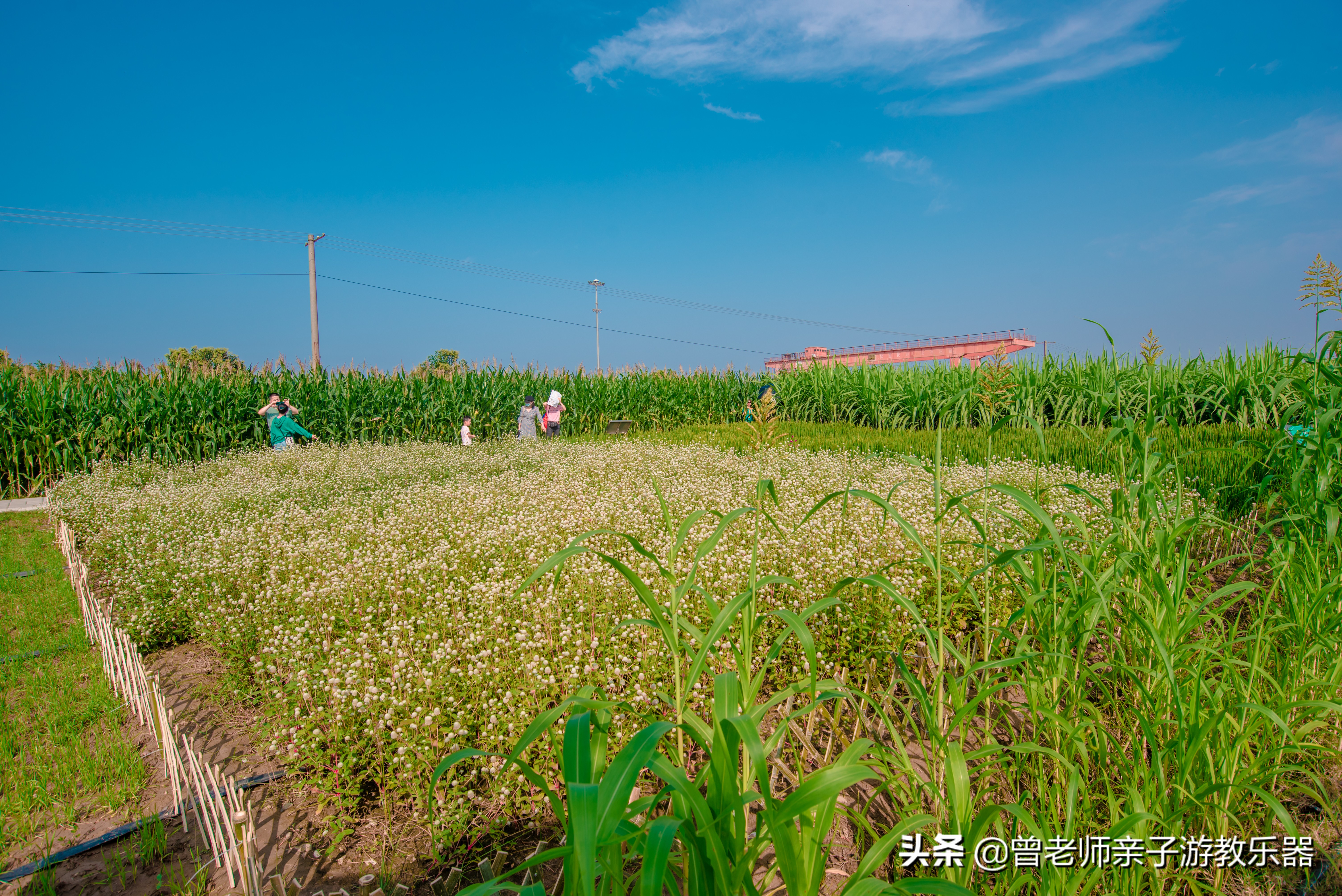 西安菊花节9.9元门票,爱菊菊花节怎么去