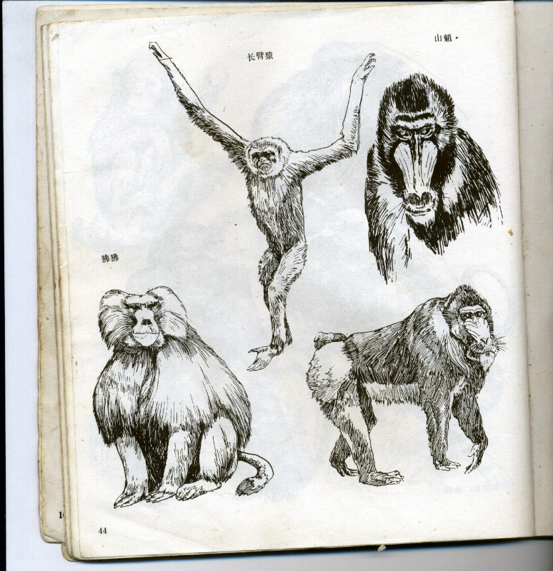 一百幅动物素描,近百幅动物画