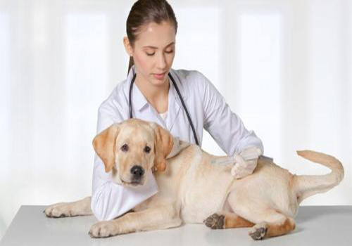 治疗狗狗呕吐的最佳方法,狗狗出现呕吐的原因以及处理方法